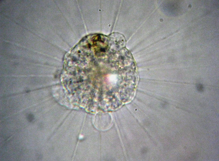 Esiste l''Actinophrys vesiculata?
